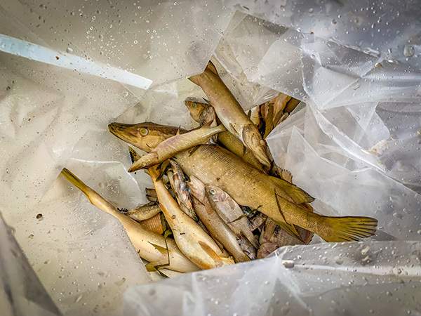 Delta County fish kill blamed on black liquor from paper mill
