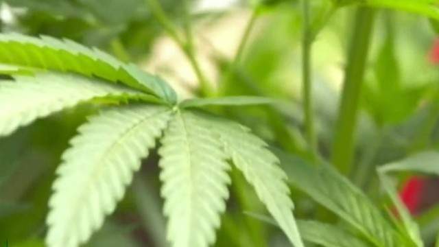 Michigan updates list of conditions approved for medical marijuana patients