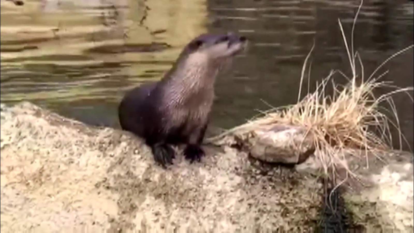 WATCH: Behind-the-scenes look at the Detroit Zoo’s otter exhibit