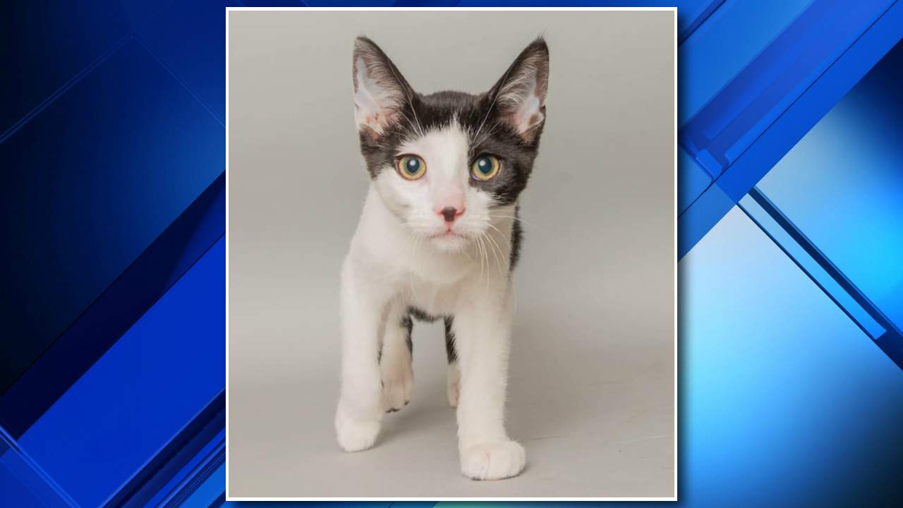 Stolen kitten returned to Wyandotte animal shelter, police say