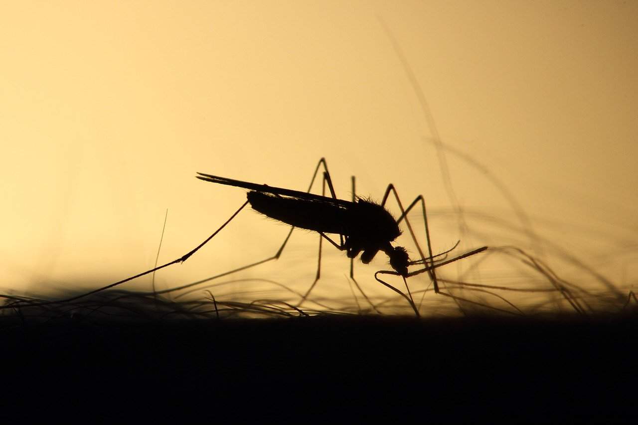 Aerial mosquito treatment planned for 10 Michigan counties considered high risk for EEE