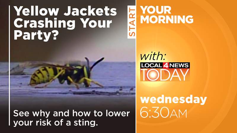 Why are Yellow Jackets so aggressive?