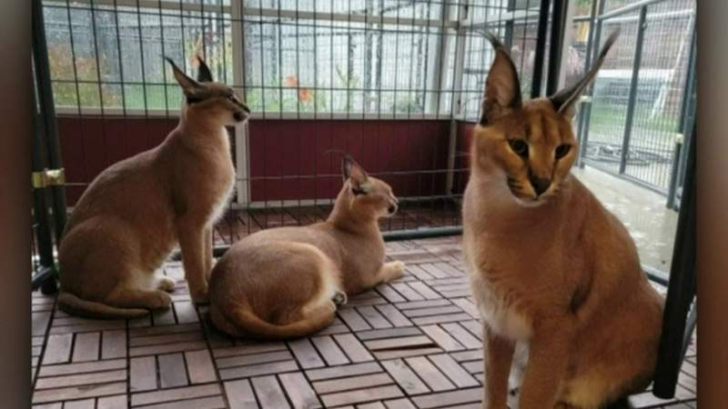 Nightside Report Oct. 13, 2021: African caracal cat escapes owner in Royal Oak, More families speak out on treatment of loved ones at Wayne County morgue