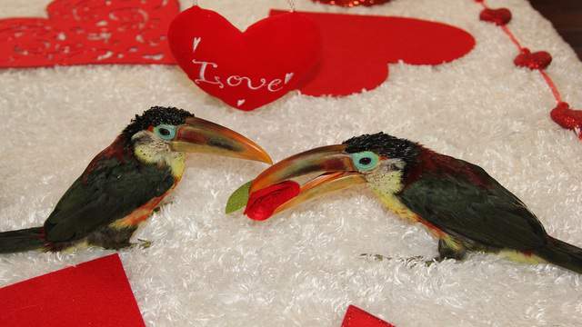 Toucan have a happy Valentine's Day