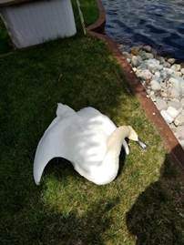 Michigan DNR: Mute swan deaths not due to poisoning