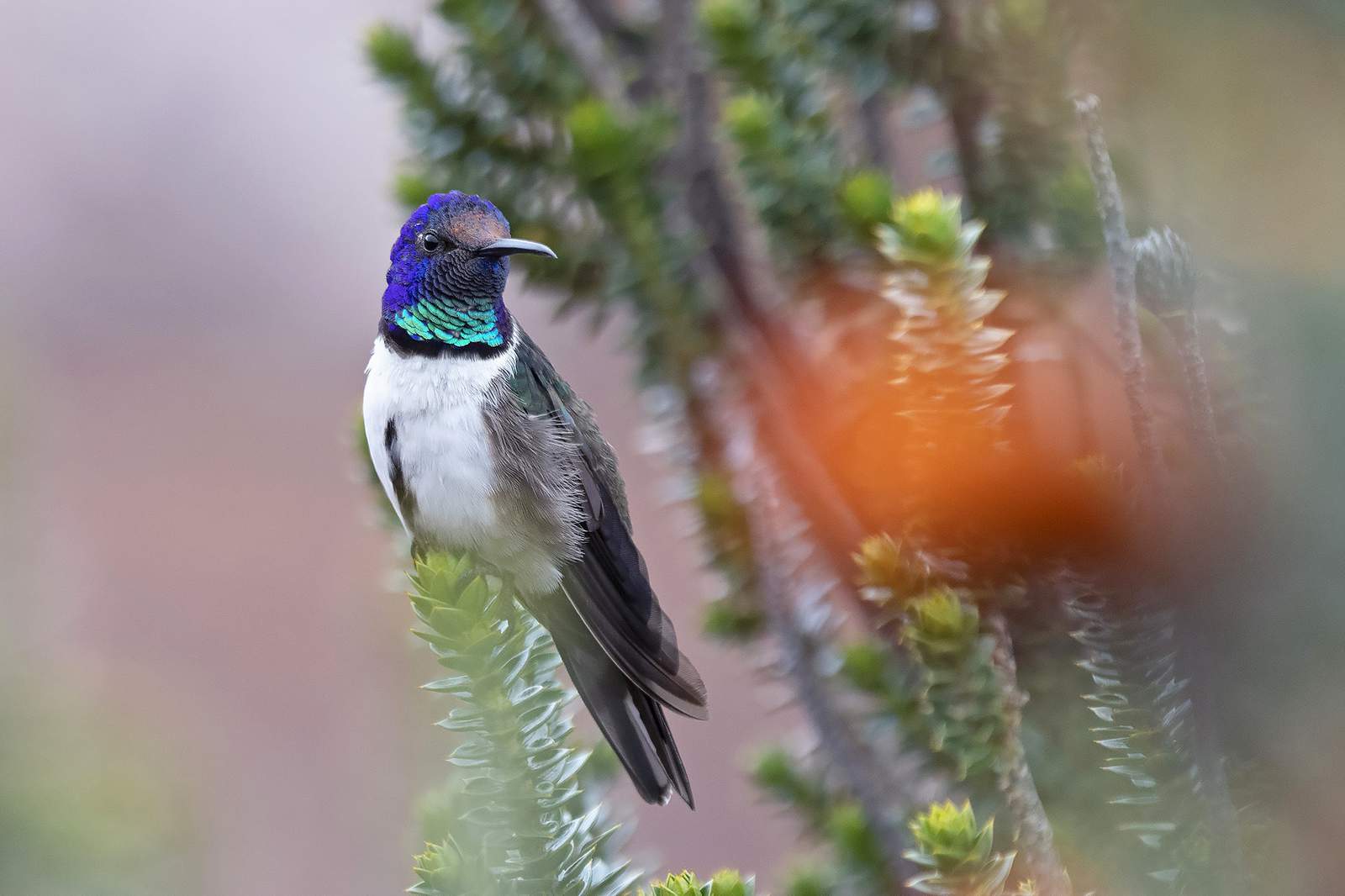 Ecuadorian hummingbirds chirp ultrasonic songs of seduction