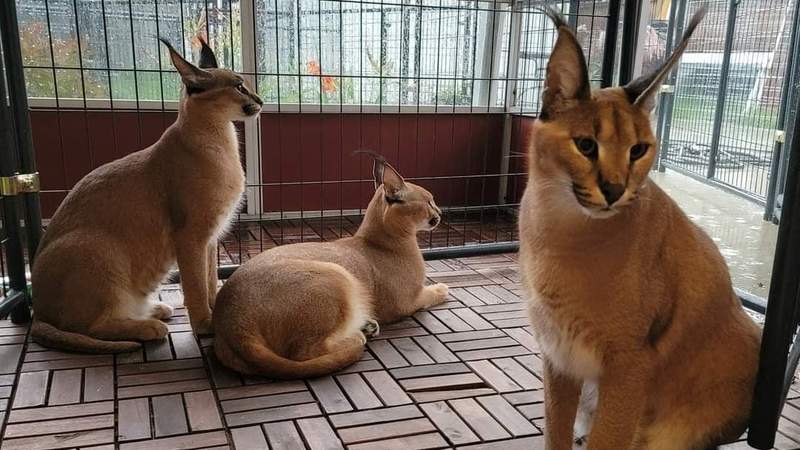 Large African caracal on the loose in Royal Oak, police say