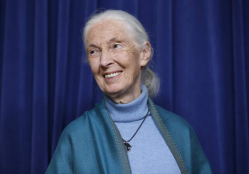 Renowned conservationist Jane Goodall wins Templeton Prize