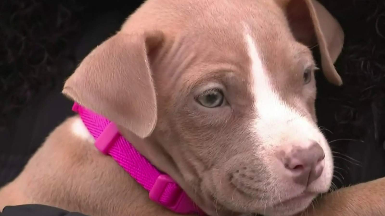 Puppy stolen from family’s home in Warren, returned safely by police