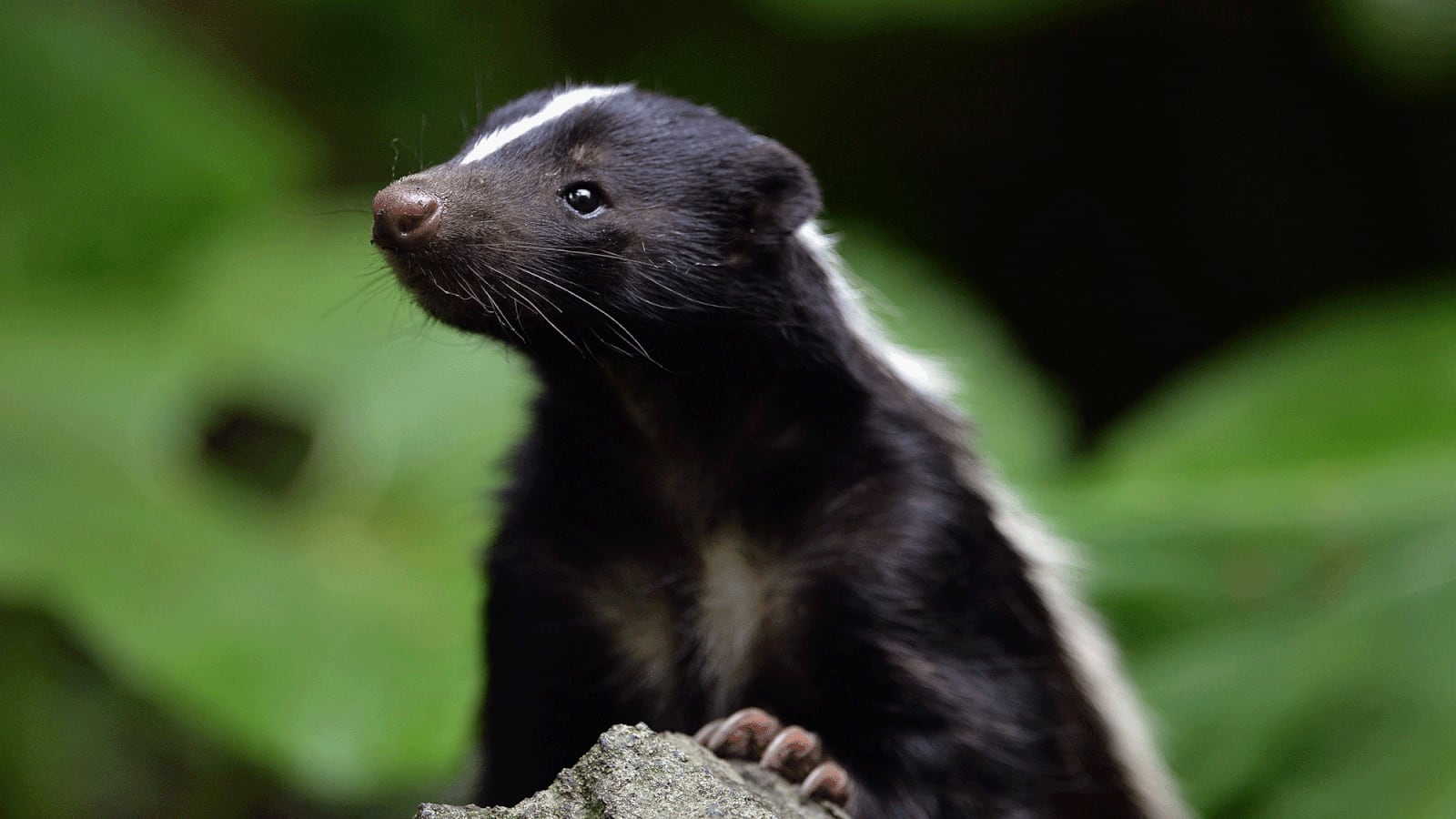 Skunk in West Bloomfield tests positive for rabies