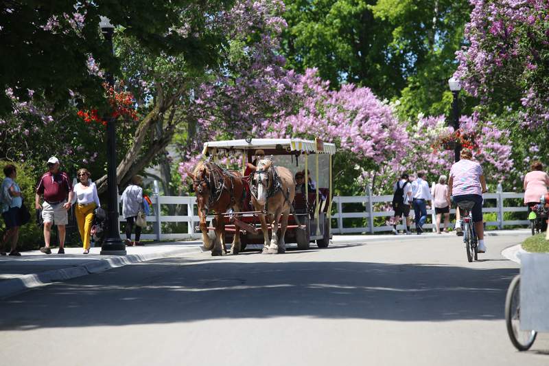 Mackinac Island Lilac Festival returns with in-person and virtual events
