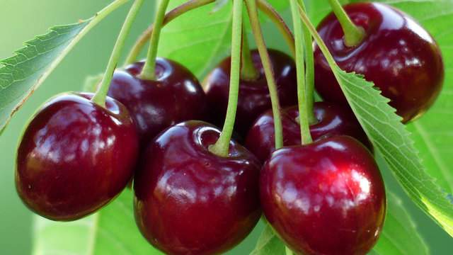 Late spring frosts take bite out of Michigan cherry harvest