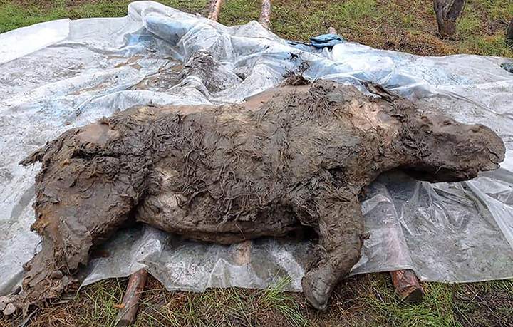 Well-preserved Ice Age woolly rhino found in Siberia
