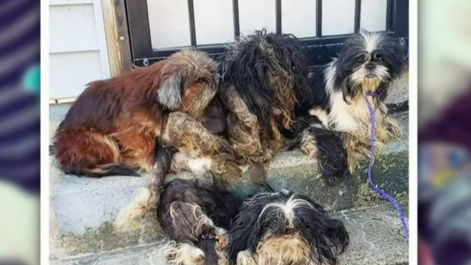 12 Shih Tzus rescued after being found abandoned in Detroit neighborhood