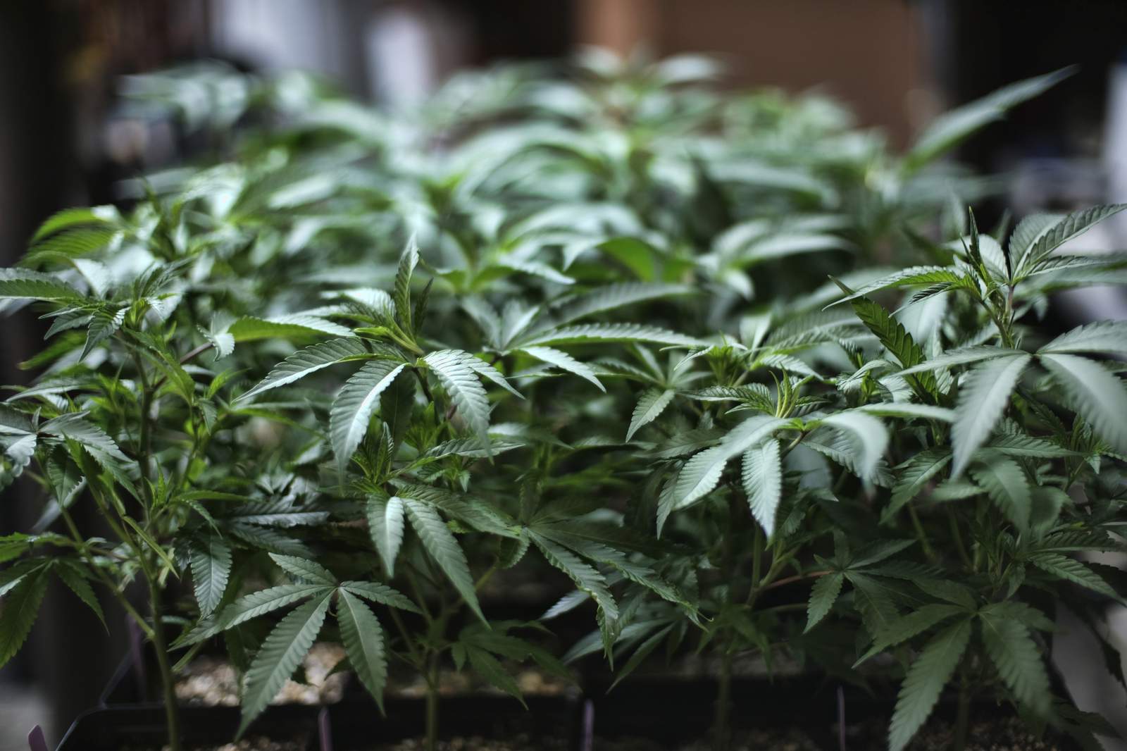 New York is latest state to legalize recreational marijuana