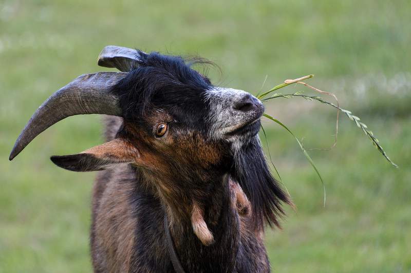 City of Ann Arbor using hungry goats to devour pesky poison ivy
