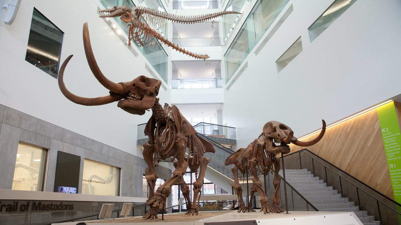 University of Michigan Museum of Natural History reopens to students, faculty, staff