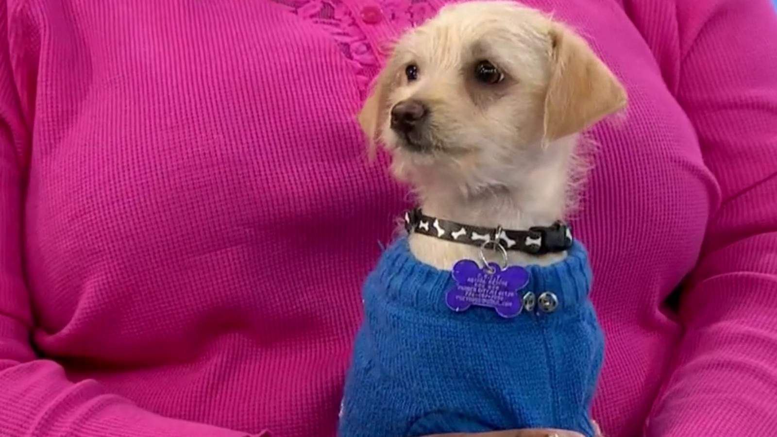 Pet of the Week: Button