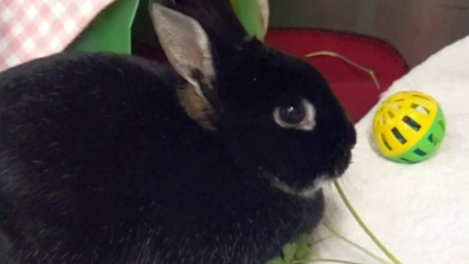 Looking for a pet? This bunny is ‘hop’ing for a home