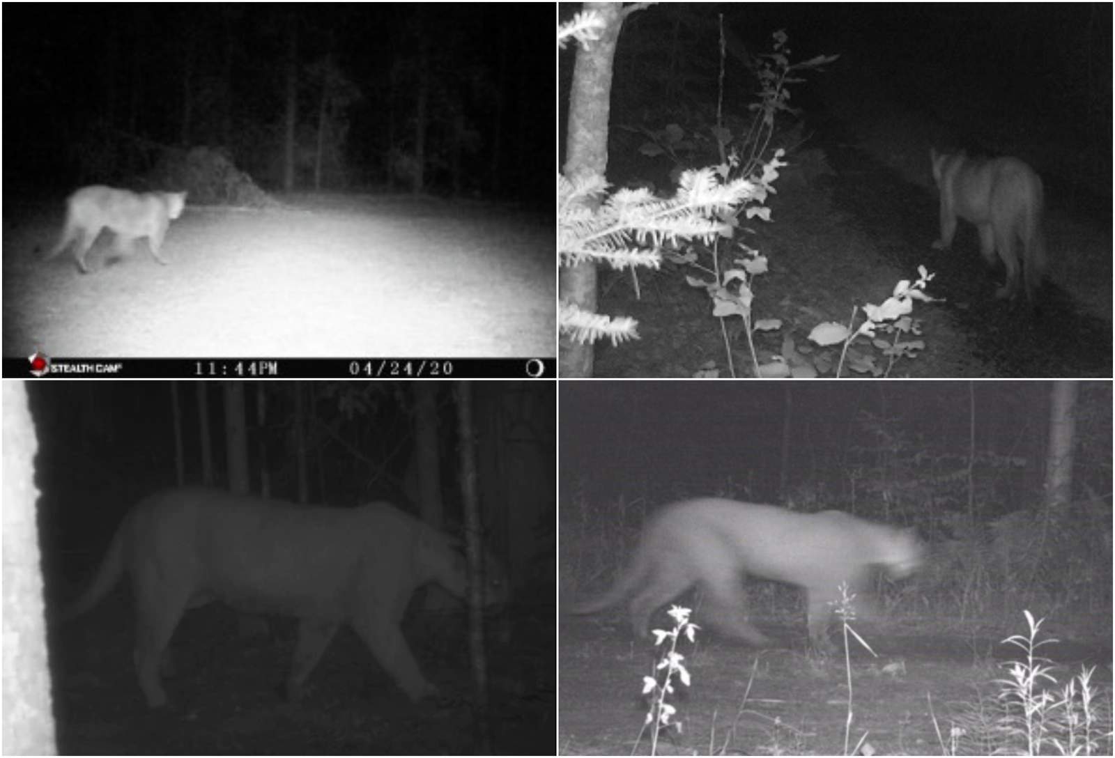 Michigan DNR: 6 confirmed cougar sightings in 2020