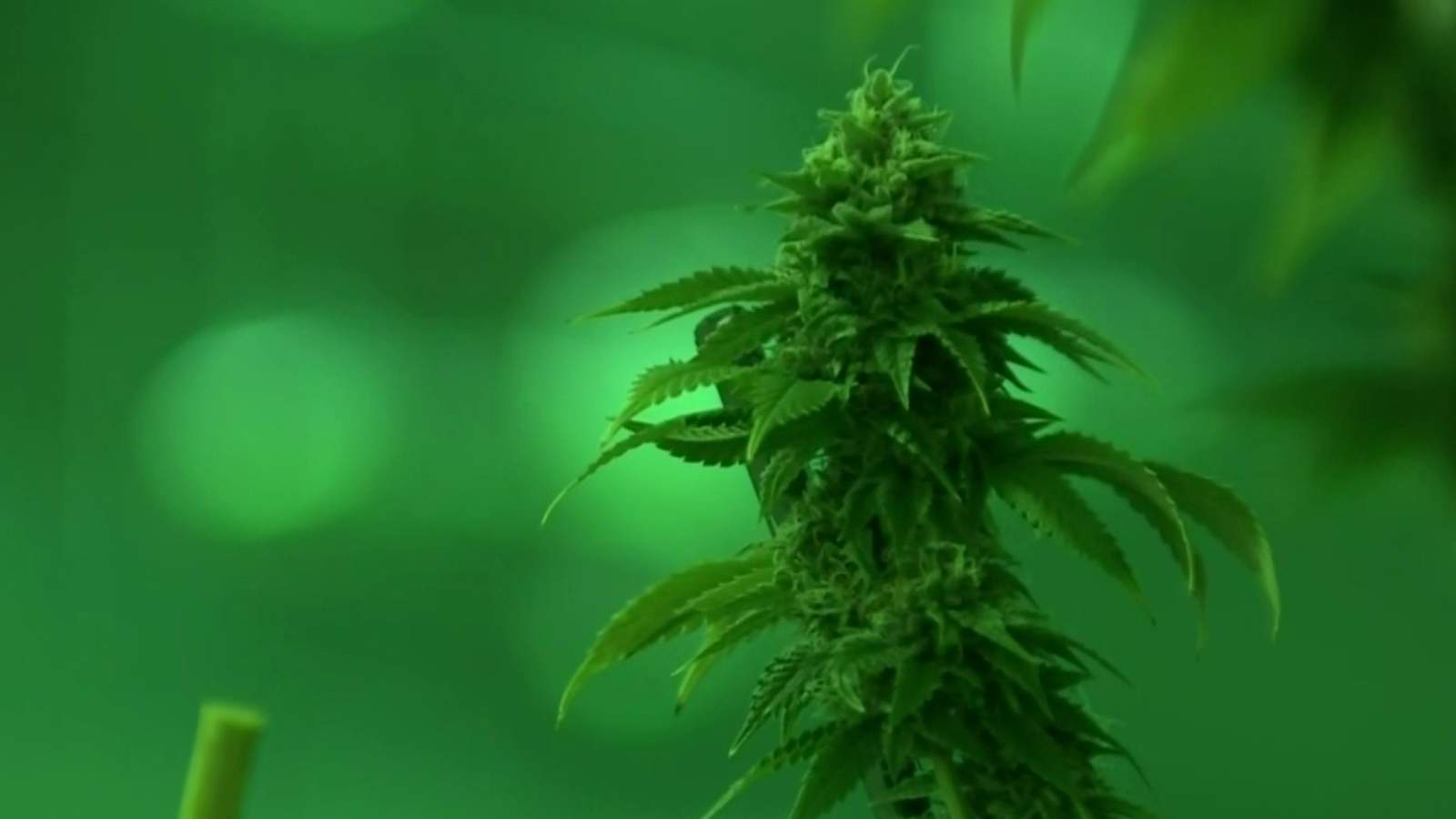 Congress takes up ’MORE Act’ aimed to decriminalize marijuana