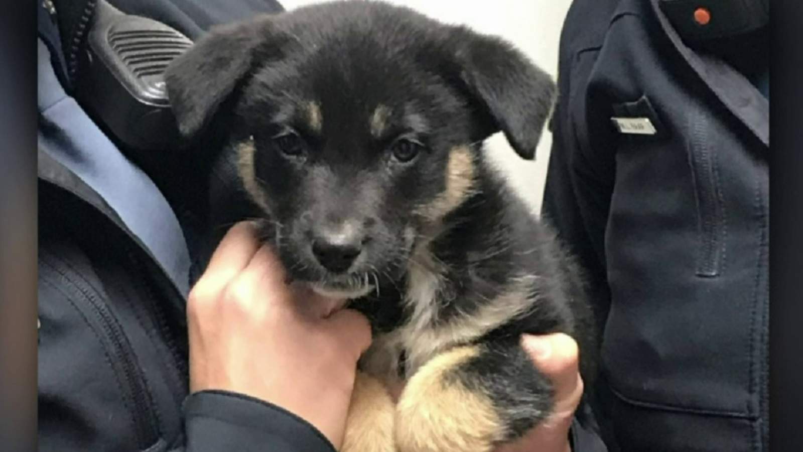 Michigan State Police troopers rescue puppy found in abandoned vehicle along I-75
