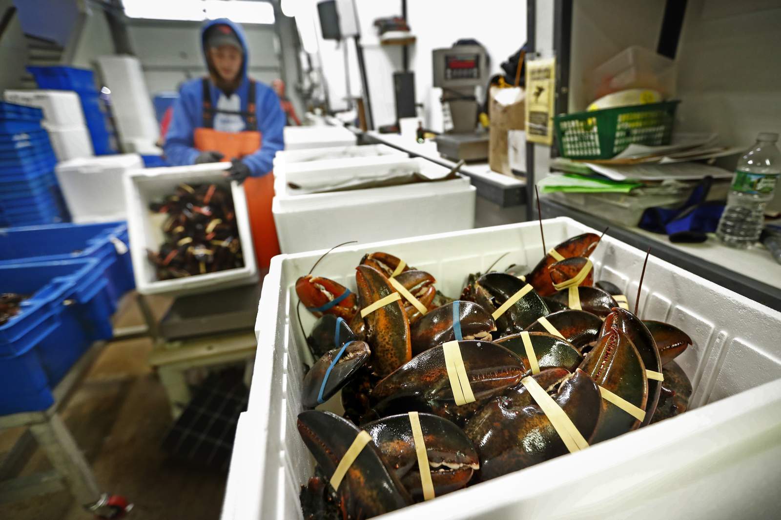Lobster biz braces for Chinese New Year impacted by pandemic
