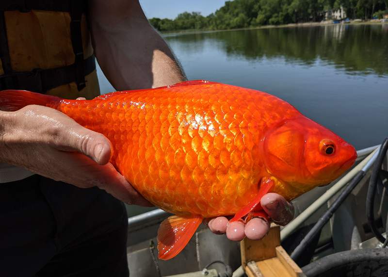 Unwanted pets: Giant goldfish, size of a football, turn up in waterways