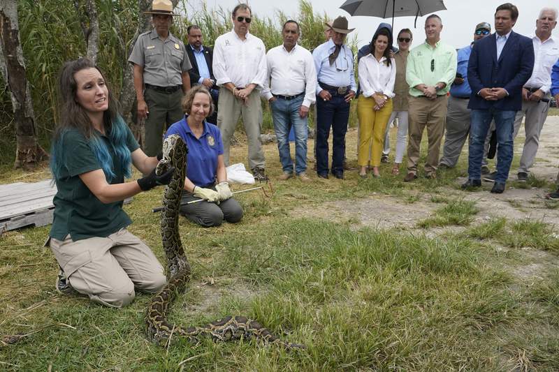 Hunt is on for Burmese pythons, Florida natives' arch-enemy