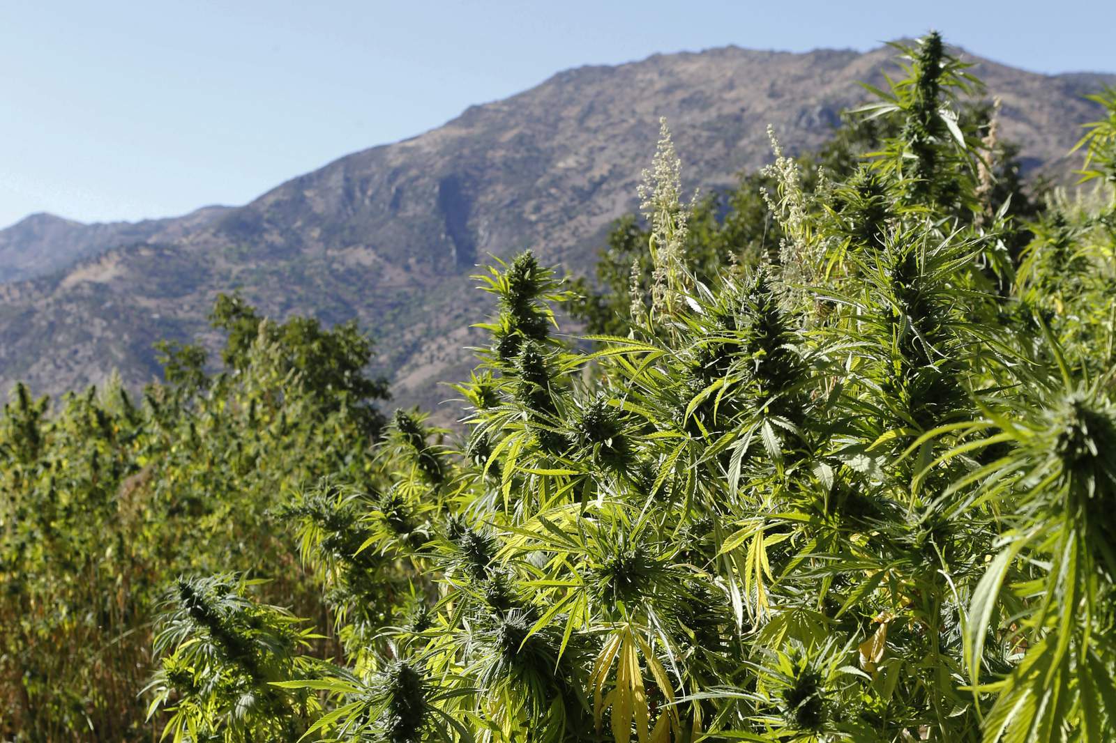 Morocco moves toward legalizing medical marijuana