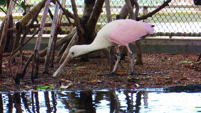 Rare pink water bird lands in Michigan, delighting public