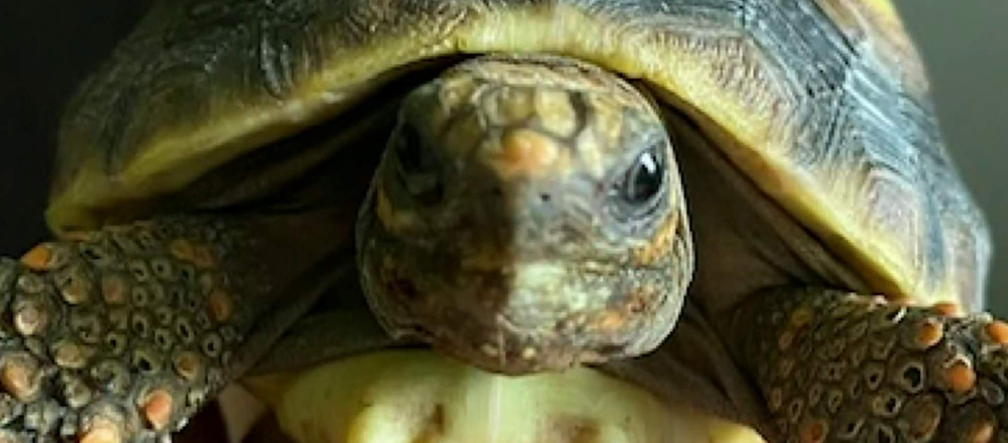Family seeking answers after 9-year-old boy’s tortoise goes missing from Roseville pet store