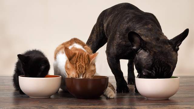Pet food sold nationwide recalled after 28 dogs die from suspected poisoning