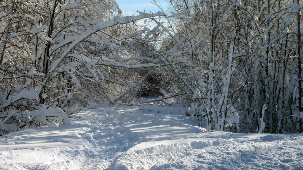Heavy snowfall, downed trees lead to snowmobile trail closures in Michigan