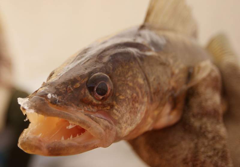 DNR wants to hear from anglers in Michigan about walleye, northern pike regulations in Lake Gogebic