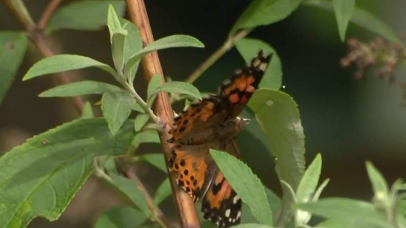 Hundreds of butterflies released at dedication of new garden in Warren