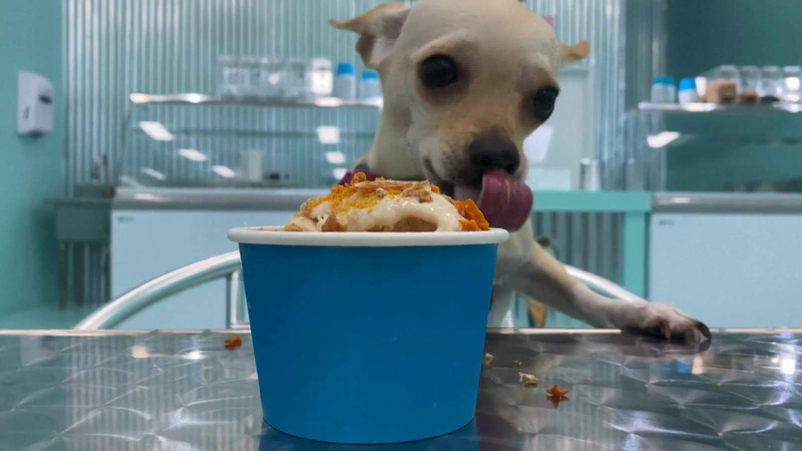 Virginia Beach prepares for Dog Days of Summer with ice cream shop for dogs