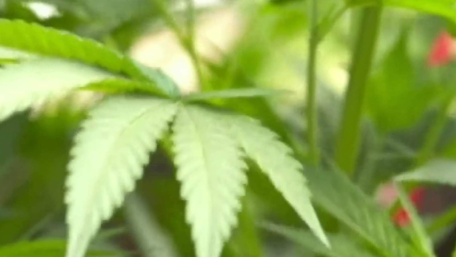 Royal Oak debates where to allow recreational marijuana businesses