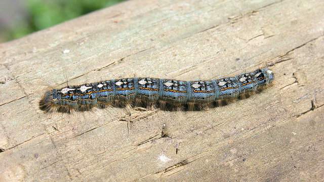Michigan In Midst Of Forest Tent Caterpillar Outbreak