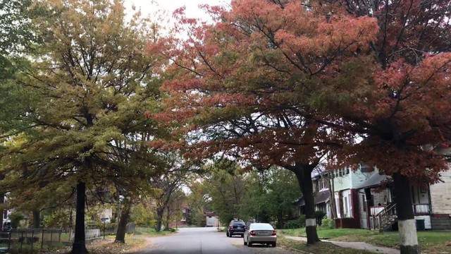 Vibrant Fall colors are lighting up the streets of Detroit