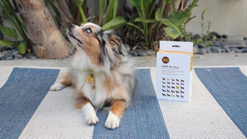 Find out your dog’s true DNA with this breed ID test, now 24% off