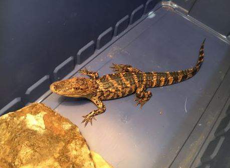 Baby alligator found in middle of Riverview street