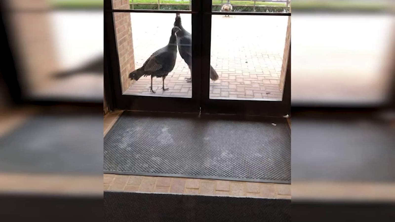 VIDEO: Turkeys seek protection at Northville Township Police Department