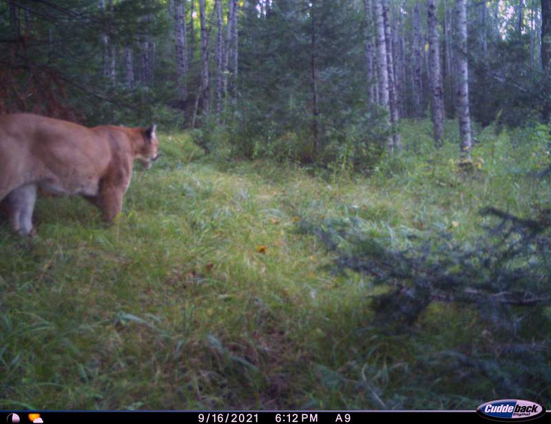 Michigan DNR: 10 confirmed cougar sightings in 2021
