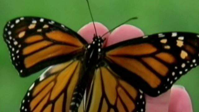 Big businesses in Metro Detroit step in to help protect birds, bees and butterflies