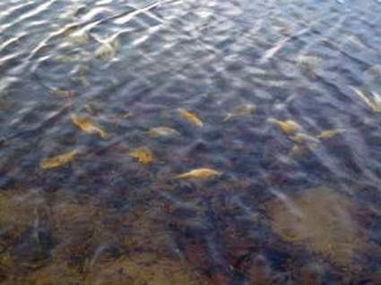Michigan DNR: Fish kills may be common during spring thaw