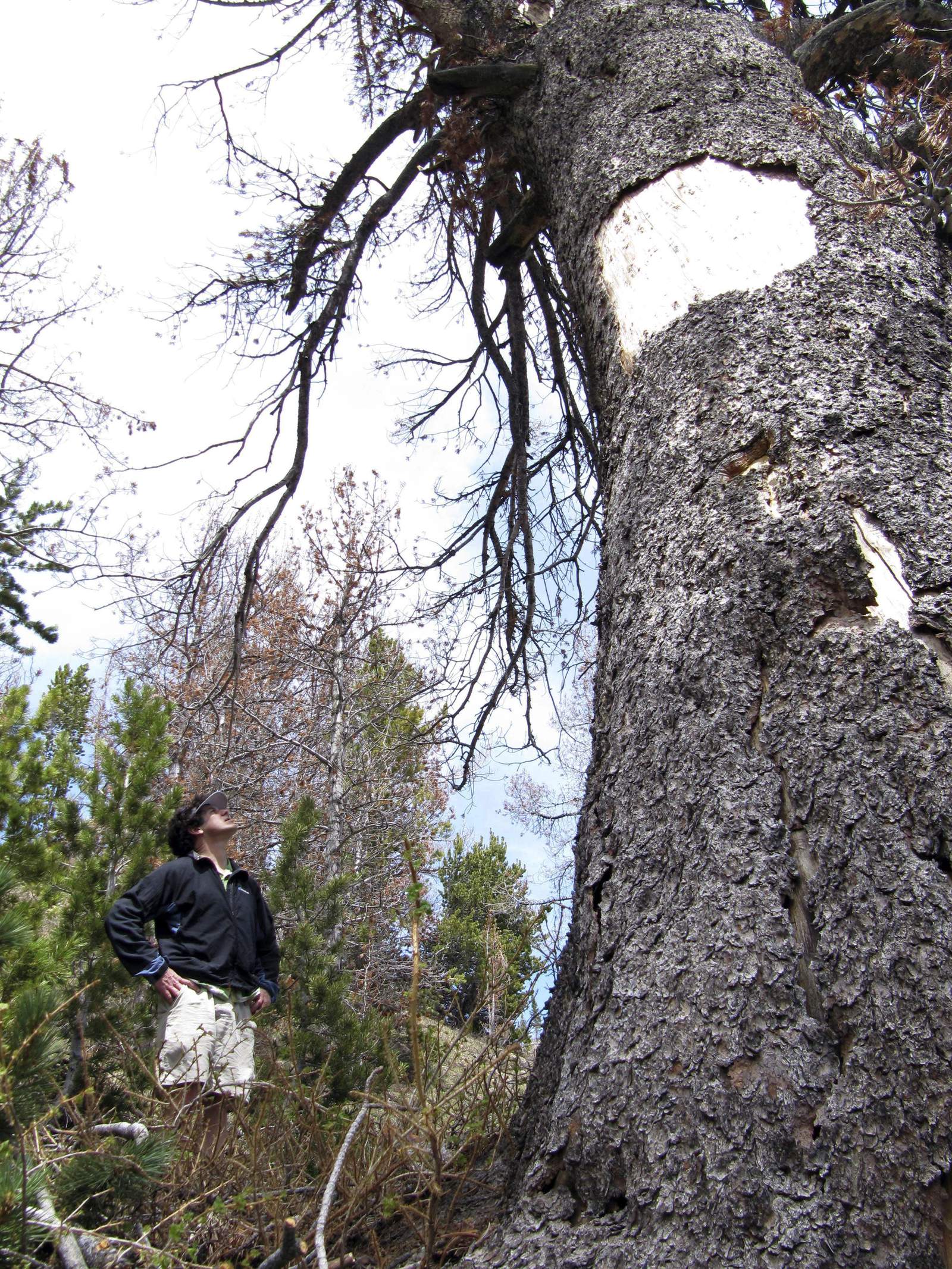 US: Mountain pine tree that feeds grizzlies is threatened