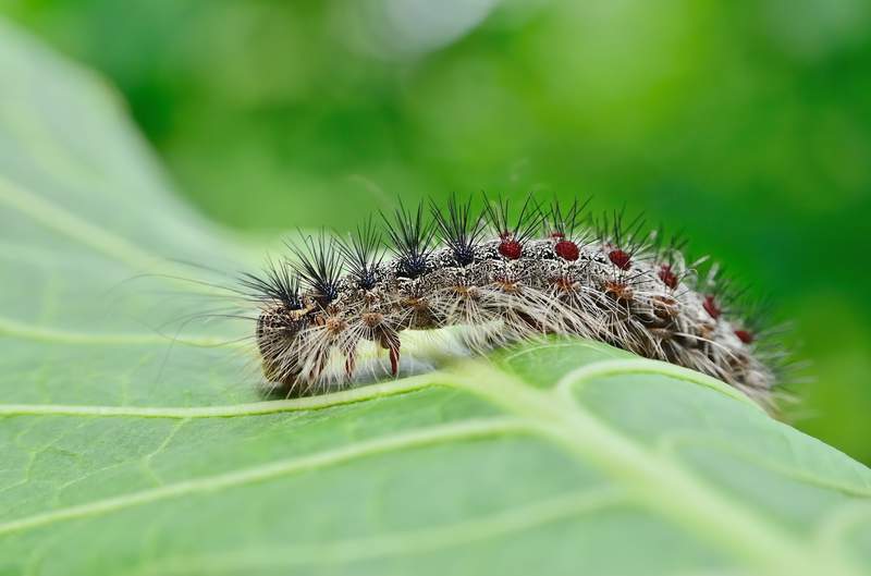 Invasive gypsy moths expected in Lower Michigan, aerial treatments planned