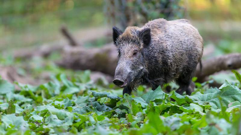 Right now, Rome is a boar-ing place to visit
