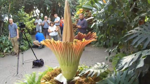 Watch Live Rare Corpse Flower Blooming At Michigan S Meijer Gardens